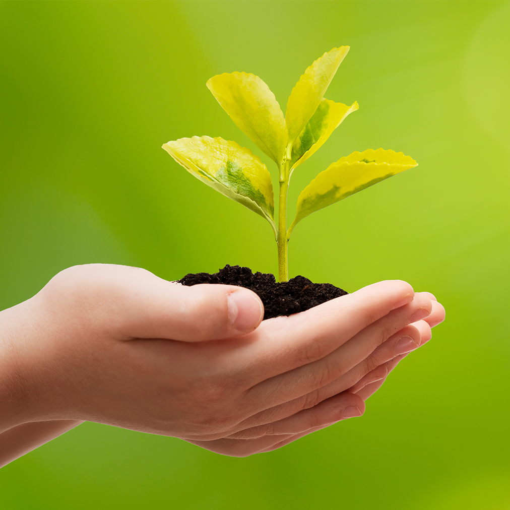 A person holding a plant with its soil in hand