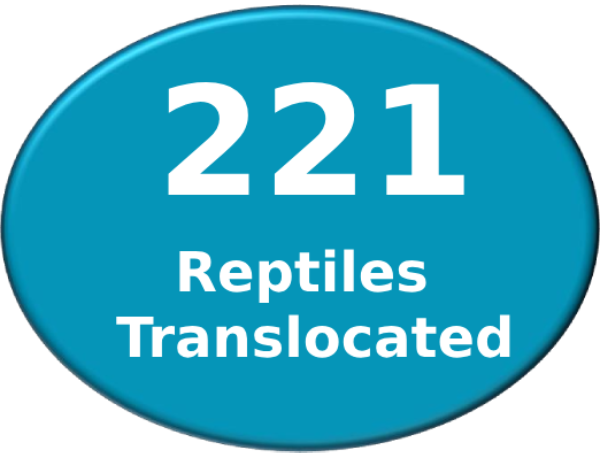 221 Reptiles Translocated Image 221 Reptiles Translocated Image