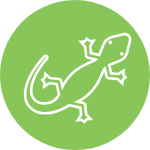 Reptile Translocation Image